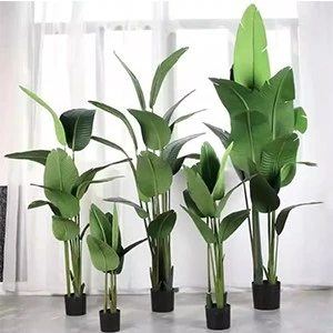 silk banana tree silk banana tree